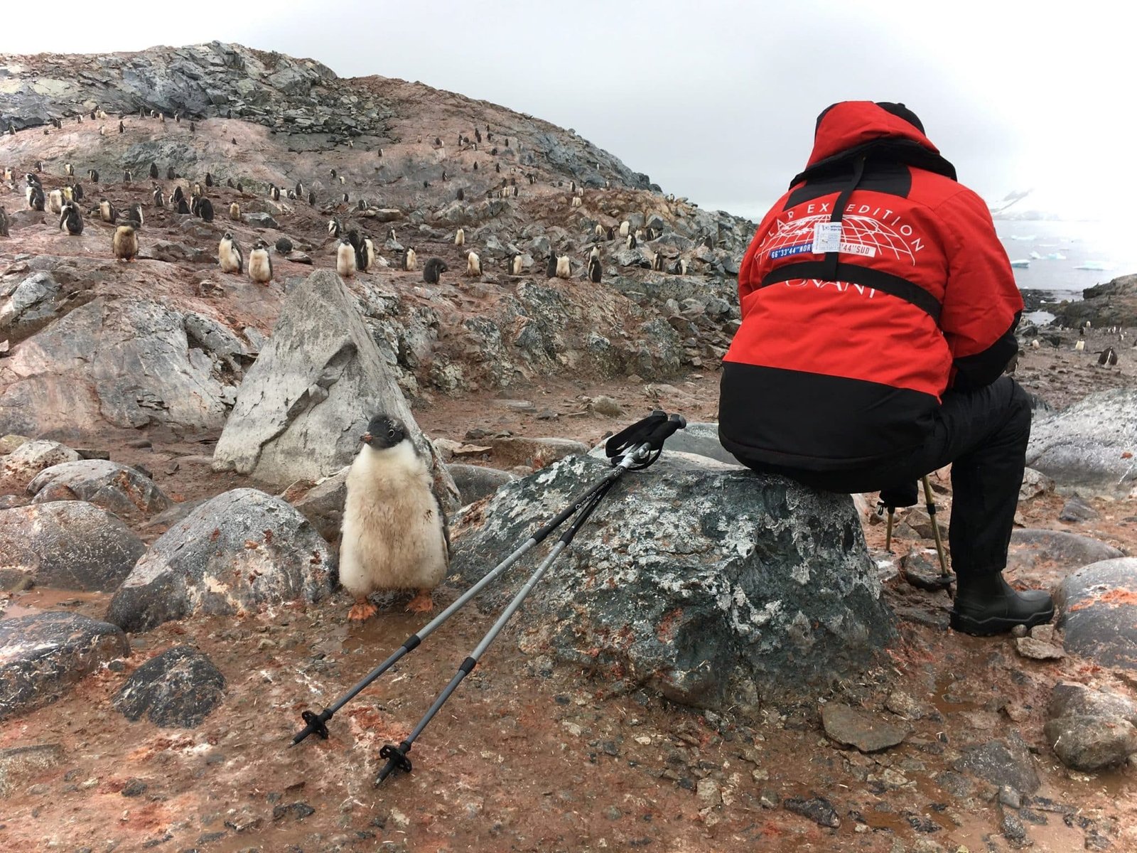 Icebergs, penguins and champagne: is this the perfect cruise? Read all about our Antarctica cruise on board Le Lyrial by Ponant.