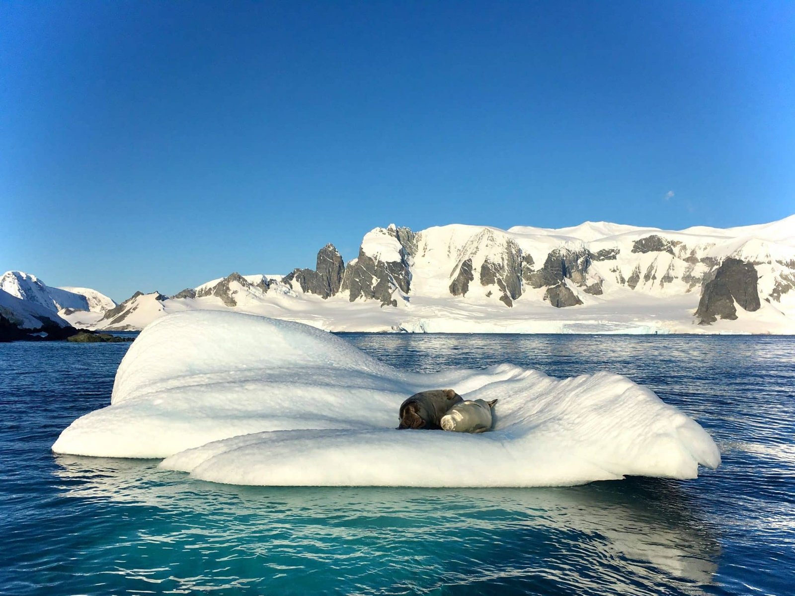 Icebergs, penguins and champagne: is this the perfect cruise? Read all about our Antarctica cruise on board Le Lyrial by Ponant.