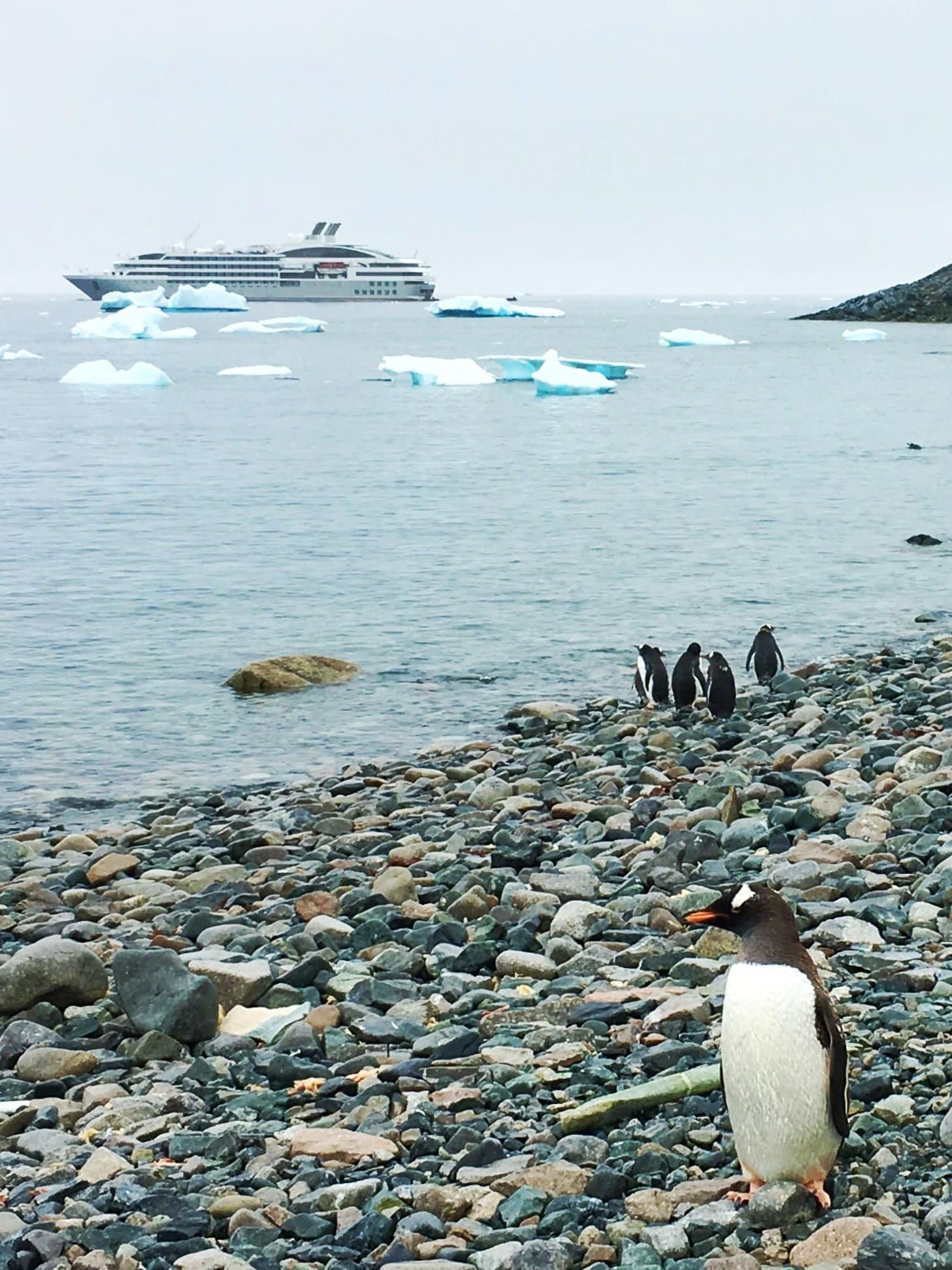 Icebergs, penguins and champagne: is this the perfect cruise? Read all about our Antarctica cruise on board Le Lyrial by Ponant.