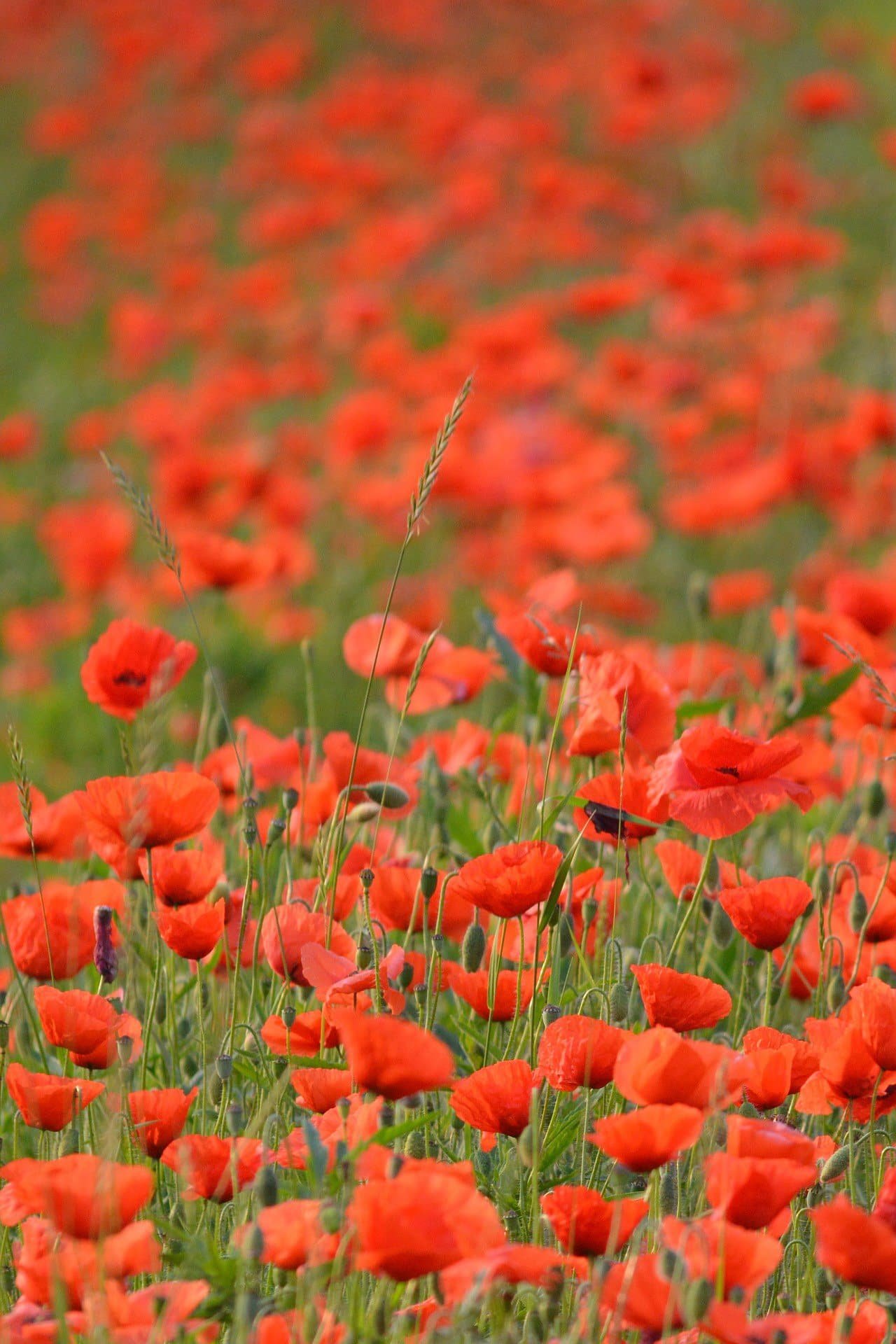 best time to visit flanders fields