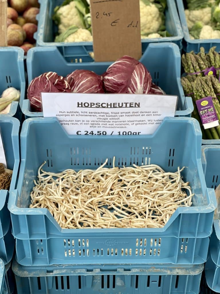 What are fresh hop shoots and when are they at their best? Hop shoots are a delicacy in Belgium. Have you ever tasted them before?