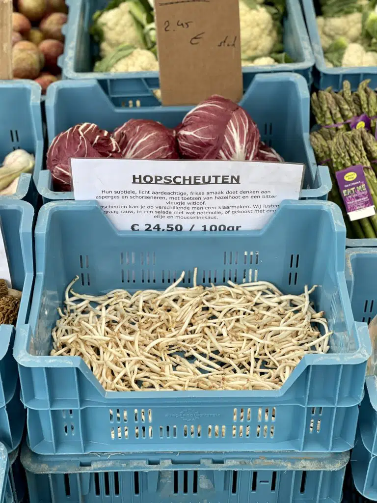 What are fresh hop shoots and when are they at their best? Hop shoots are a delicacy in Belgium. Have you ever tasted them before?