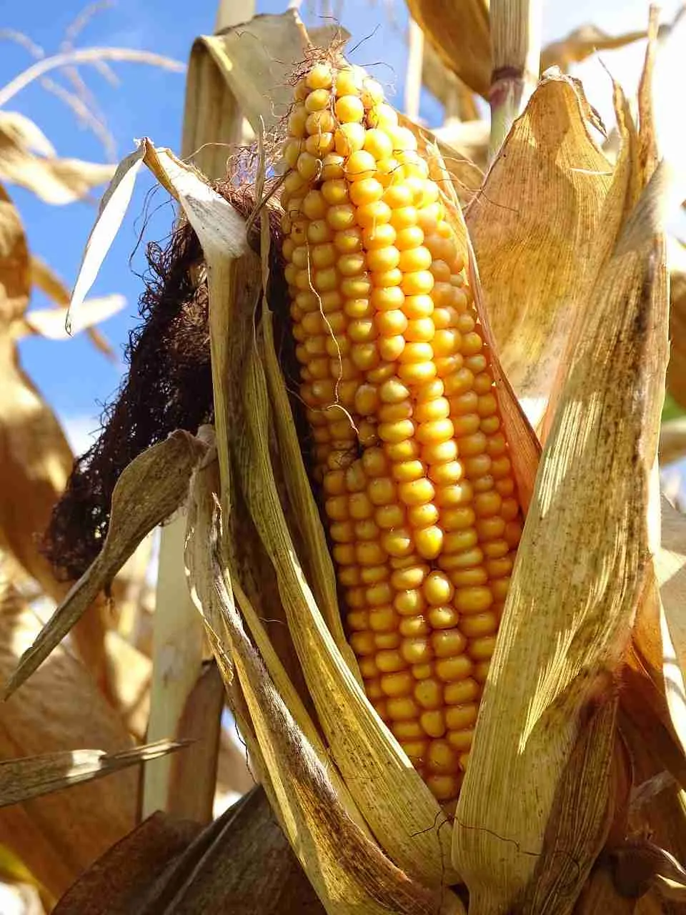 Love popcorn? Do you actually know the history on popcorn and where its origins are situated? No wonder this snack has been around for centuries!