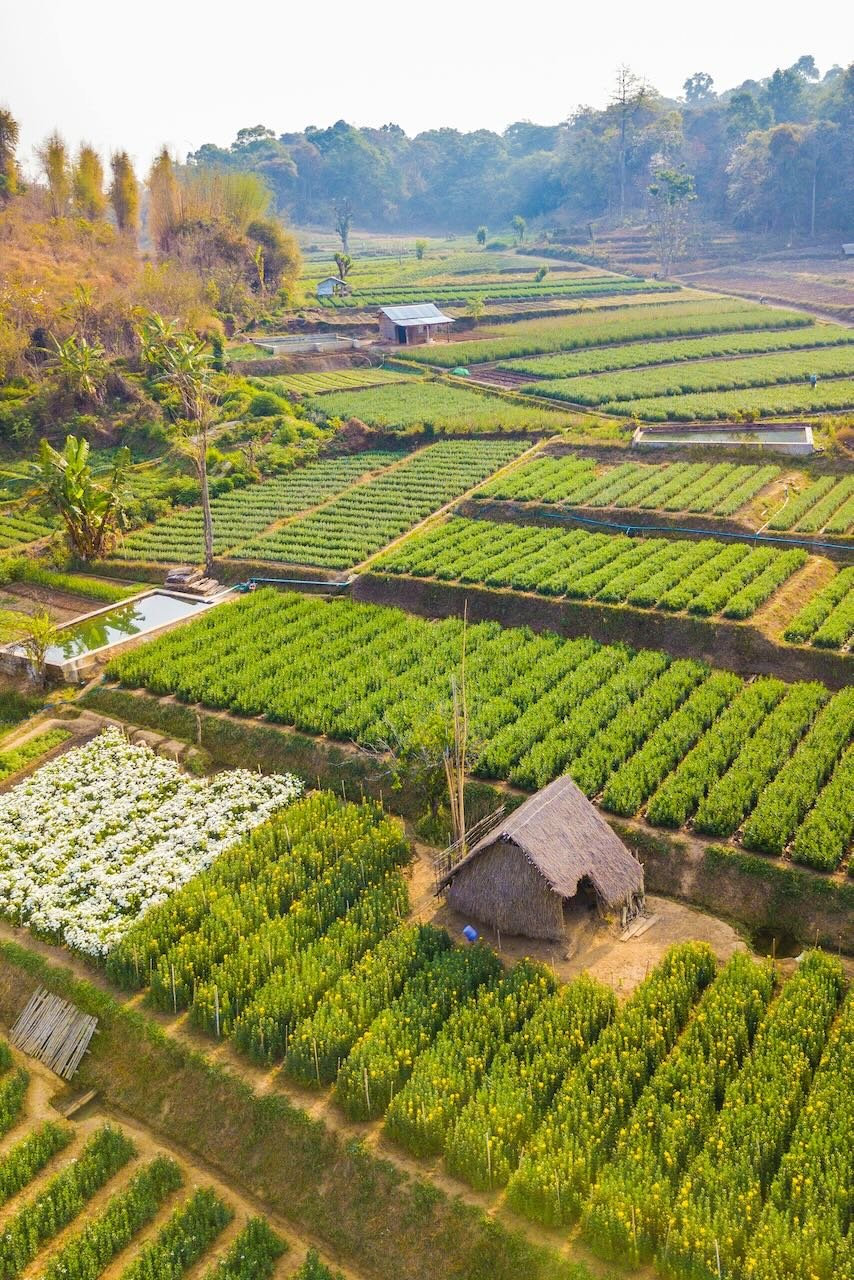 Thai Royal Project